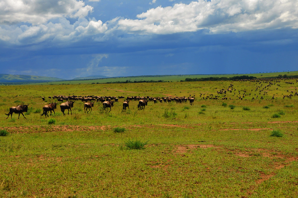 Wildebeest migration crossing the Serengeti river